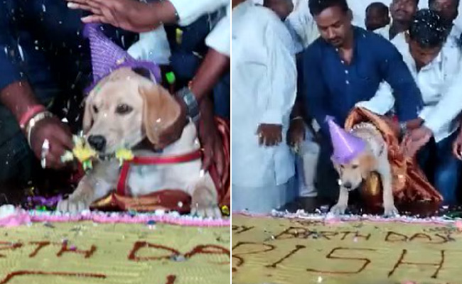 अपने डॉगी के लिए इतना प्यार! 100 किलो का केक और 4000 लोगों का खाना