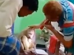 चोट लगी तो बच्चे को सीने से लगाए अस्पताल पहुंचा बंदर, डॉक्टर से लगवाया इंजेक्शन, दिल छू लेगा ये VIDEO चोट लगी तो बच्चे को सीने से लगाए अस्पताल पहुंचा बंदर, डॉक्टर से लगवाया इंजेक्शन, दिल छू लेगा ये VIDEO