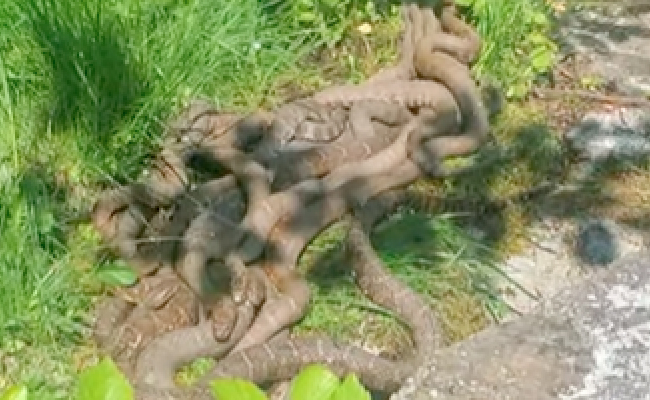 कभी नहीं देखा होगा खतरनाक सांपों के रोमांस का ऐसा अनोखा नज़ारा, एक-दूसरे से लिपटे दिखे कई सांप, वीडियो देख उड़ जाएंगे होश
