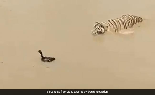 Viral Video: Duck Plays Hide And Seek With Tiger Sneaking Up On It