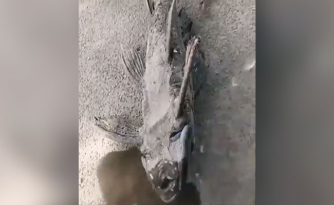 बिन पानी भी नहीं तड़पती ये मछली, पानी मिलते ही फिर हो जाती है ‘जिंदा, देखें चौंकाने वाला वीडियो