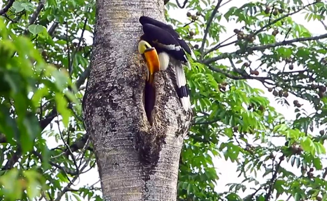 Watch: Hornbill's Care For Partner Laying Eggs Is Best Father's Day Story