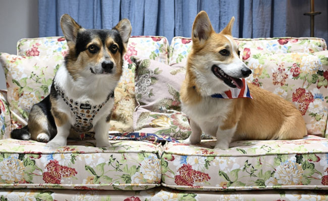 Demand For Queen's Favourite Corgi Dogs Hits New High After Her Death