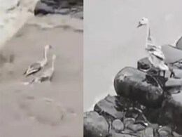 साथी को बचाने के लिए बत्तख ने लगा दी जान की बाजी, Video देख हो जाएंगे इनकी दोस्ती के कायल साथी को बचाने के लिए बत्तख ने लगा दी जान की बाजी, Video देख हो जाएंगे इनकी दोस्ती के कायल