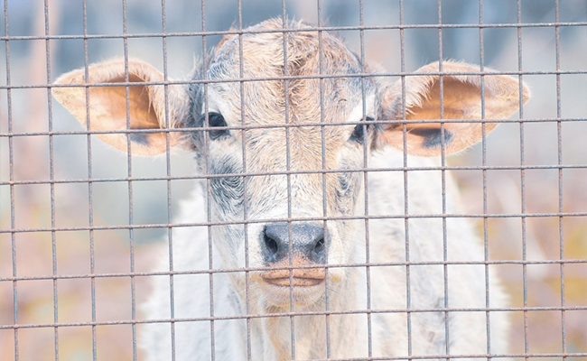 Maharashtra Mob Set Truck On Fire After Rescuing Bovines From It