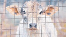 UP Man Falls Into Muddy Pond After His Own Cow Attacks Him, Dies