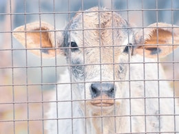 UP Man Falls Into Muddy Pond After His Own Cow Attacks Him, Dies UP Man Falls Into Muddy Pond After His Own Cow Attacks Him, Dies