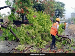 मुंबई में झमाझम बारिश, कई जगहों पर उखड़ गए पेड़; जानें दिल्ली में कब मिलेगी गर्मी से निजात मुंबई में झमाझम बारिश, कई जगहों पर उखड़ गए पेड़; जानें दिल्ली में कब मिलेगी गर्मी से निजात