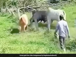 दो सांड में हो रही Fight के बीच आ गया तीसरा सांड, बुरी तरह उठाकर पटका, खतरनाक लड़ाई का VIDEO वायरल दो सांड में हो रही Fight के बीच आ गया तीसरा सांड, बुरी तरह उठाकर पटका, खतरनाक लड़ाई का VIDEO वायरल