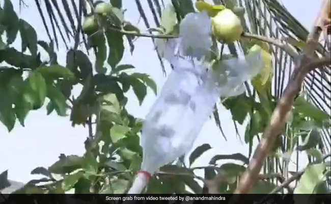 Anand Mahindra Shares Video Of <i>Jugaad</i> Tool To Pluck Fruits