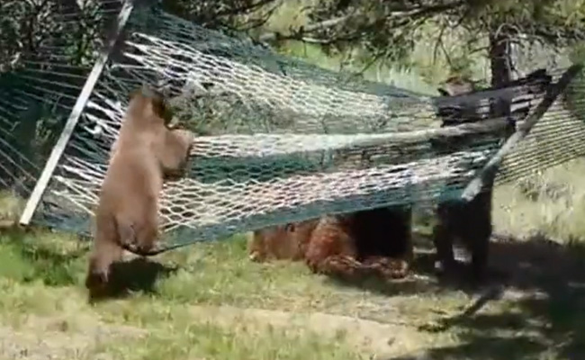 एक साथ झूलने के चक्कर में झूले पर से धड़ाम कर गिरे दो भालू, तीसरा आ गया नीचे