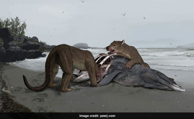 Scientists Find Fossil Of Prehistoric Bear-Dog That Lived In France 12 Million Years Ago