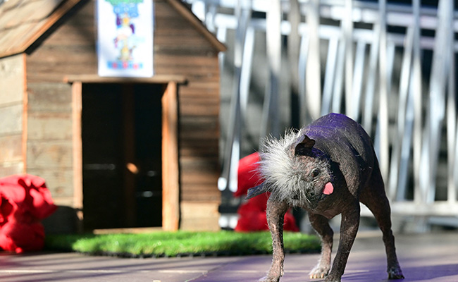 Mr Happy Face, A 17-Year-Old Chihuahua Mix, Is The "World's Ugliest Dog"