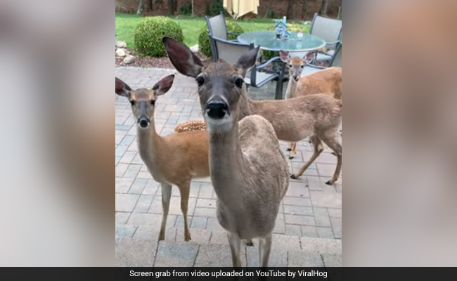 Viral Video: Mother Deer Visits Family To Introduce Her Baby