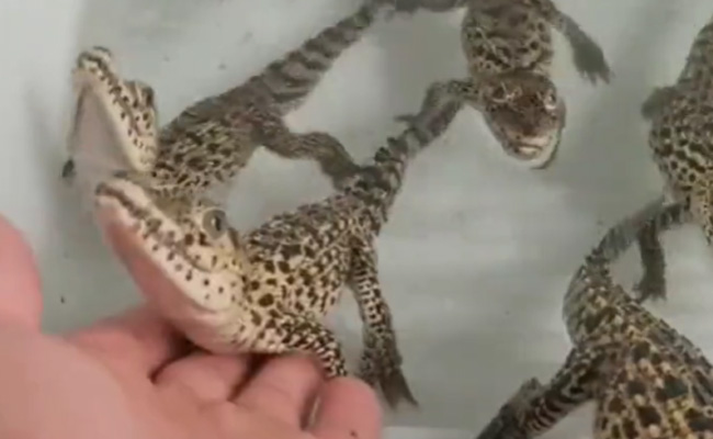 एलियन की तरह आवाज़ करते हैं मगरमच्छ के बच्चे, ऐसा लगता है जैसे स्पेस में लेज़र गन चला रहे हों