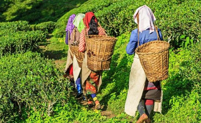 Killcott Tea Garden workers begin indefinite agitation over unpaid wages and PF dues