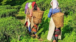 Assam Grabs 4th Spot In New York Times' List Of "52 Places To Visit In 2025". Check Top 10 Places