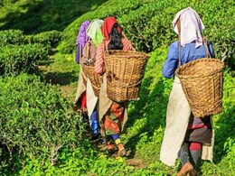 Assam Grabs 4th Spot In New York Times' List Of "52 Places To Visit In 2025". Check Top 10 Places Assam Grabs 4th Spot In New York Times' List Of "52 Places To Visit In 2025". Check Top 10 Places