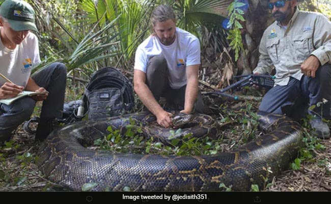 Largest Female Python Ever Caught In Florida Weighs 215 Pounds: Report