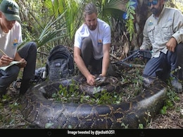 Largest Female Python Ever Caught In Florida Weighs 215 Pounds: Report Largest Female Python Ever Caught In Florida Weighs 215 Pounds: Report
