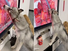 Viral Video: Adorable Dog Mistakenly Licks Meat Displayed On TV Screen Viral Video: Adorable Dog Mistakenly Licks Meat Displayed On TV Screen