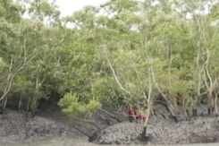 How Climate Change Is Affecting The Health Of Sundarbans? How Climate Change Is Affecting The Health Of Sundarbans?
