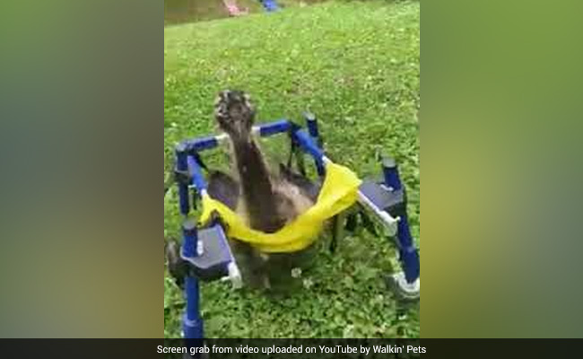 Rescued Baby Emu Moves Around In Custom Wheelchair, Video Goes Viral