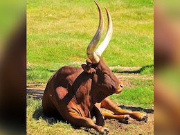 Cow Arrested For Killing 12-Year-Old Boy In South Sudan: Report Cow Arrested For Killing 12-Year-Old Boy In South Sudan: Report