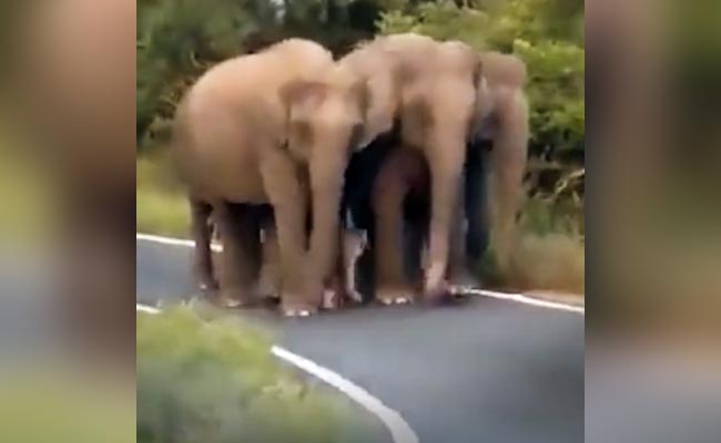 हाथी के बच्चे को मिली 'Z+++' सुरक्षा, वीडियो देख लोगों ने कहा- ये सबसे ज़्यादा सुरक्षित बच्चा है