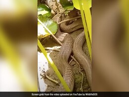 Giant Cobra Swallows Huge Viper In Gujarat, Video Goes Viral Giant Cobra Swallows Huge Viper In Gujarat, Video Goes Viral