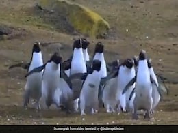 तितली रानी के पीछे भागते दिखे कई पेंगुइन्स, वीडियो देखने के बाद कहेंगे- पकड़म पकड़ाई खेल रहे हैं तितली रानी के पीछे भागते दिखे कई पेंगुइन्स, वीडियो देखने के बाद कहेंगे- पकड़म पकड़ाई खेल रहे हैं