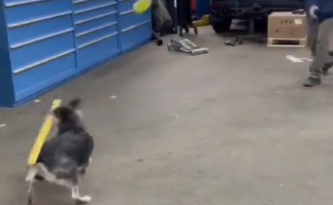 Viral Video: किसी कुत्ते को कभी बेसबॉल खेलते देखा है, अगर नही तो देखिए ये शानदार वीडियो