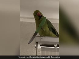 तोते के सिर पर था खून सवार, मालिक ने चुपके से बना लिया VIDEO, हो गया वायरल तोते के सिर पर था खून सवार, मालिक ने चुपके से बना लिया VIDEO, हो गया वायरल