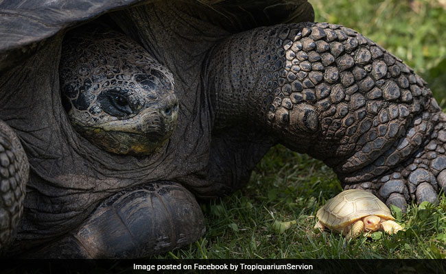 Rare Baby Albino Galapagos Giant Tortoise Makes Public Debut, Internet Delighted