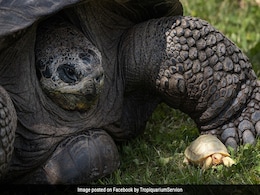 Rare Baby Albino Galapagos Giant Tortoise Makes Public Debut, Internet Delighted Rare Baby Albino Galapagos Giant Tortoise Makes Public Debut, Internet Delighted