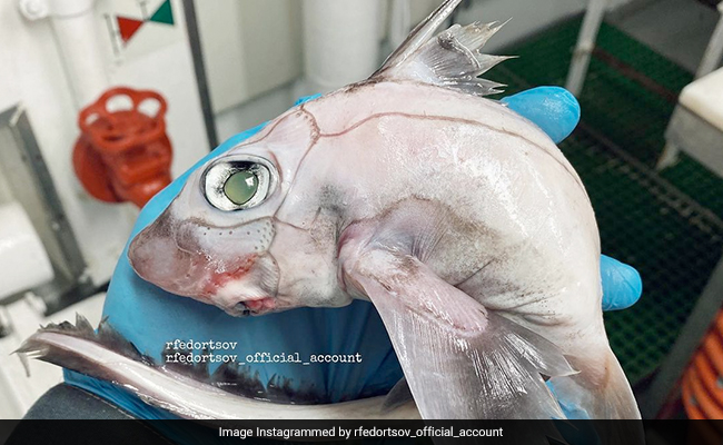 समुद्र की गहराई में मिली अजीबोगरीब मछली, तस्वीर देख नेटिजन्स भी हैं हैरान