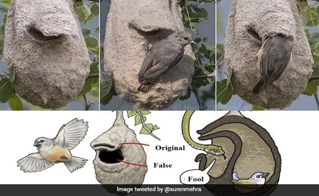 दुश्मन को धोखा देने नन्हीं चिड़िया ने बुना अनोखा घोसला, दिमाग हिला देगी चतुराई