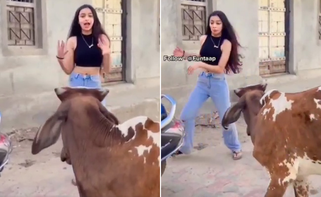 लड़की की ठुमकों से भड़क गया सांड, Video देखकर आप भी कहेंगे- 'ये तो होना ही था'