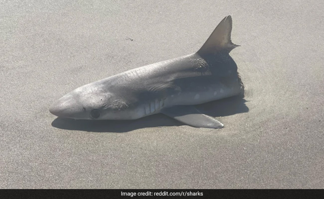 Shark Found Sliced In Half On Beach Leaves Internet Wondering What Predator Attacked It