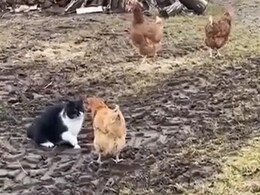 नहीं देखी होगी बिल्ली और मुर्गे की ऐसी लड़ाई, इस तरह चिकन की जोड़ी ने की बिल्ली की खटिया खड़ी नहीं देखी होगी बिल्ली और मुर्गे की ऐसी लड़ाई, इस तरह चिकन की जोड़ी ने की बिल्ली की खटिया खड़ी