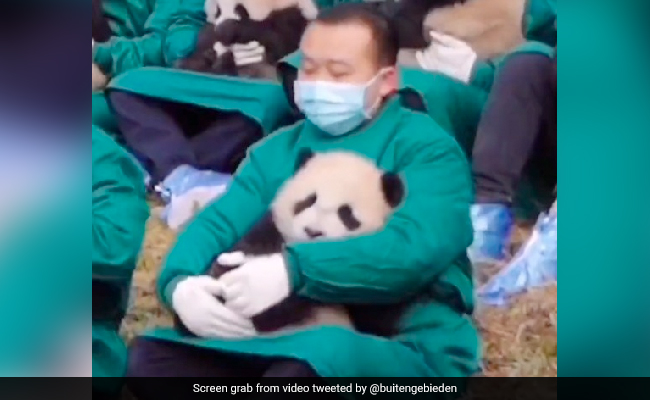 Viral Video: Baby Pandas Take Nap In the Lap Of "Panda Cuddlers"