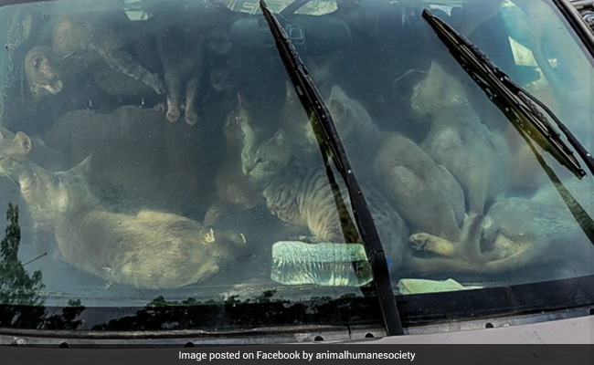 47 Cats Found Living In Car With Homeless Owner In US In Scorching Heat