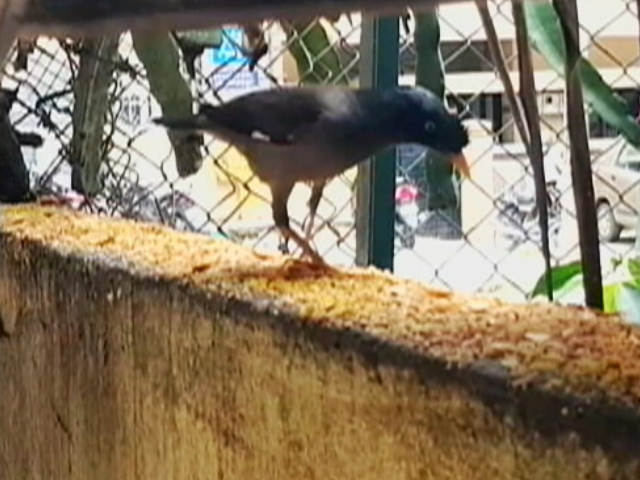 मिलिए बेंगलुरू के 'स्पैरो मैन' से.