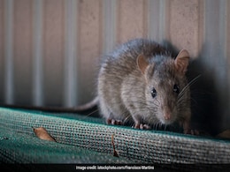 Rats Chew Patients' Feet In Rajasthan Government Hospital, Probe Launched Rats Chew Patients' Feet In Rajasthan Government Hospital, Probe Launched