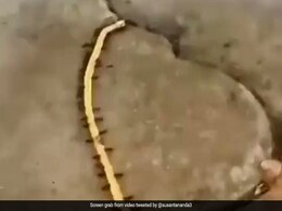 'सोने की चेन' चोरी करती पकड़ी गईं चीटिंयां, अधिकारी ने कहा- किस धारा के तहत FIR किया जाए? 'सोने की चेन' चोरी करती पकड़ी गईं चीटिंयां, अधिकारी ने कहा- किस धारा के तहत FIR किया जाए?