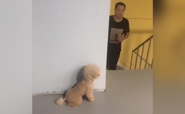 डॉगी ने अपने मालिक के साथ किया ऐसा प्रैंक, जिसे देख हंस हंस कर लोटपोट हो जाएंगे आप