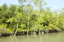 World Environment Day Special: A Ground Report From Sundarbans World Environment Day Special: A Ground Report From Sundarbans