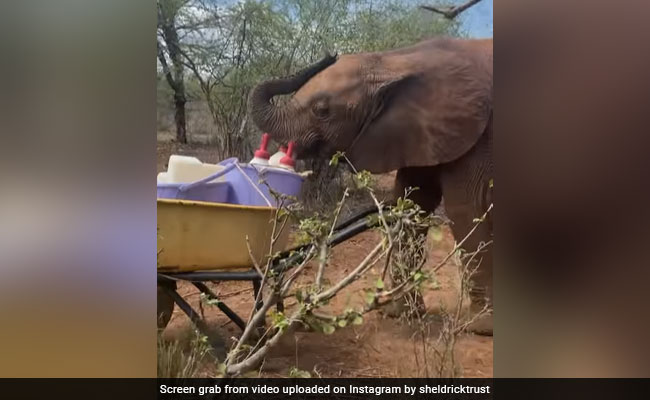 हाथी के बच्चे ने दिखाई चालाकी, चुराकर पीने लगा बोतल में रखा दूध, देखते ही पास आया दूसरा हाथी और फिर...