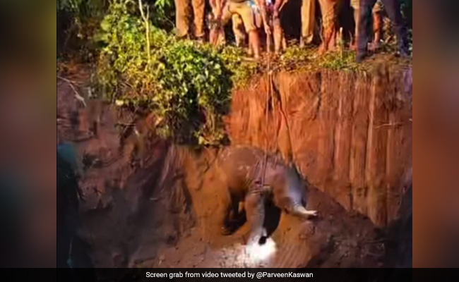 Viral Video: Baby Elephant Rescued From Ditch After 4-Hour-Long Operation, "Saviours" Hailed By Internet