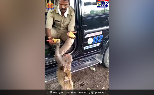 Watch: UP Police Constable Feeds Mango To Monkey, Internet Lauds His Kindness